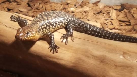 Australian Cunningham Skink - CURRENTLY UNAVAILABLE